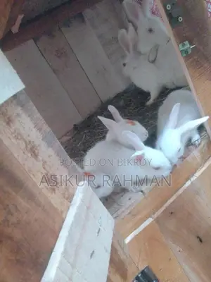 Rabbits for Sale