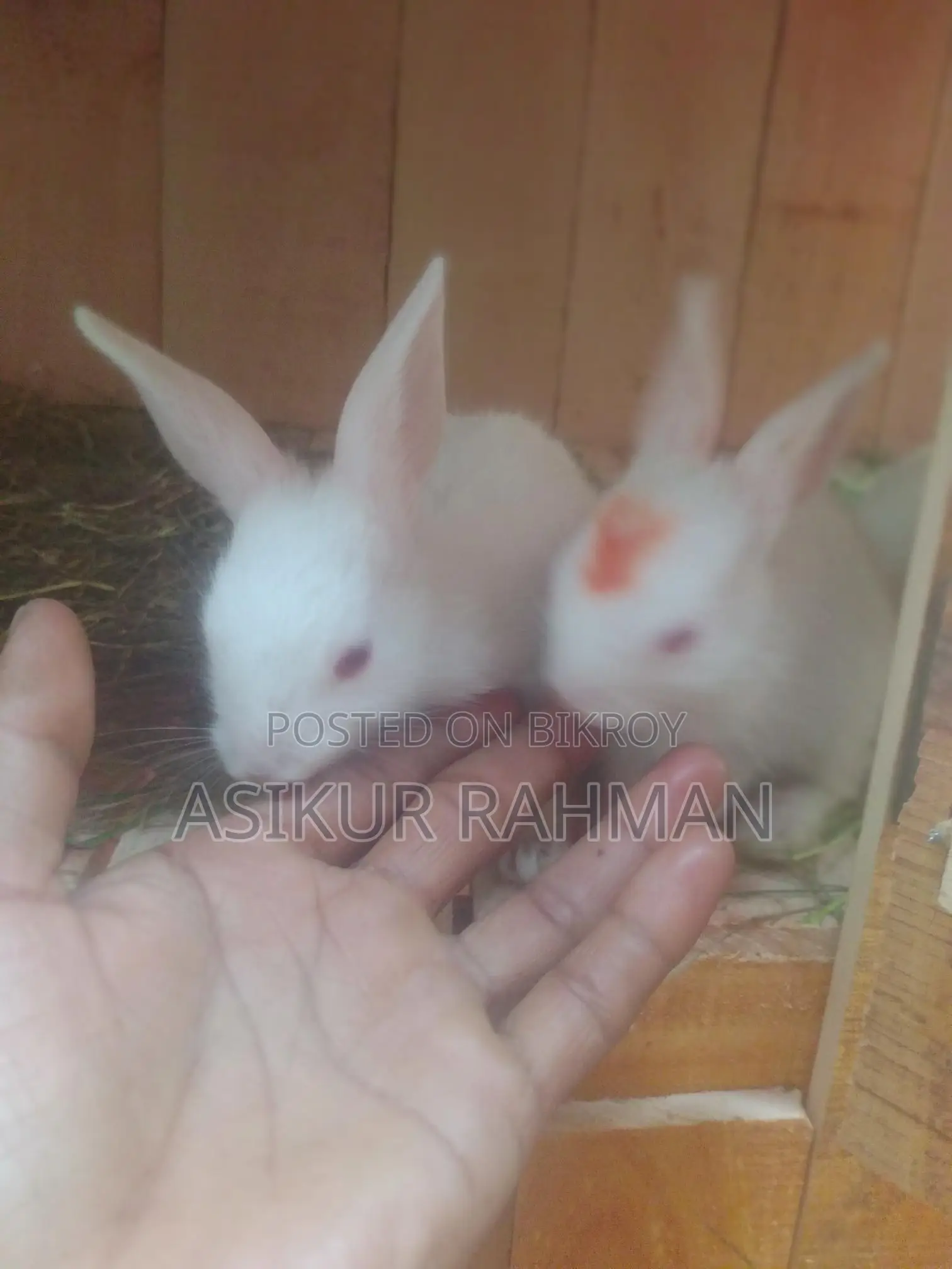 Rabbits for Sale