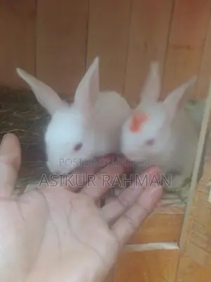 Rabbits for Sale