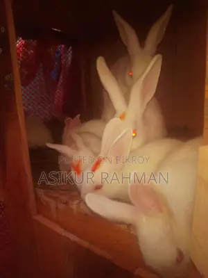 Rabbits for Sale
