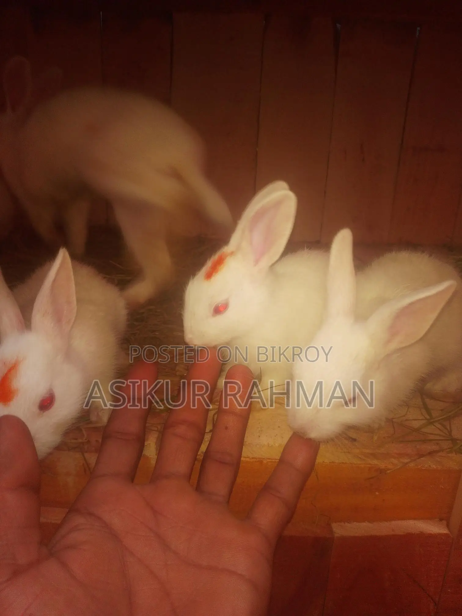 Rabbits for Sale