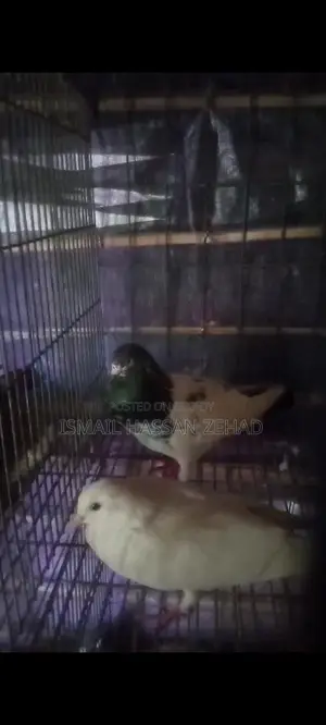 Running Pigeons