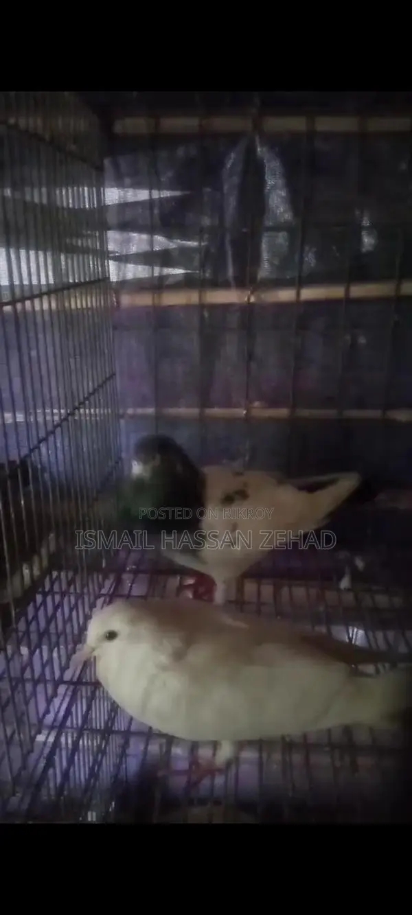 Running Pigeons