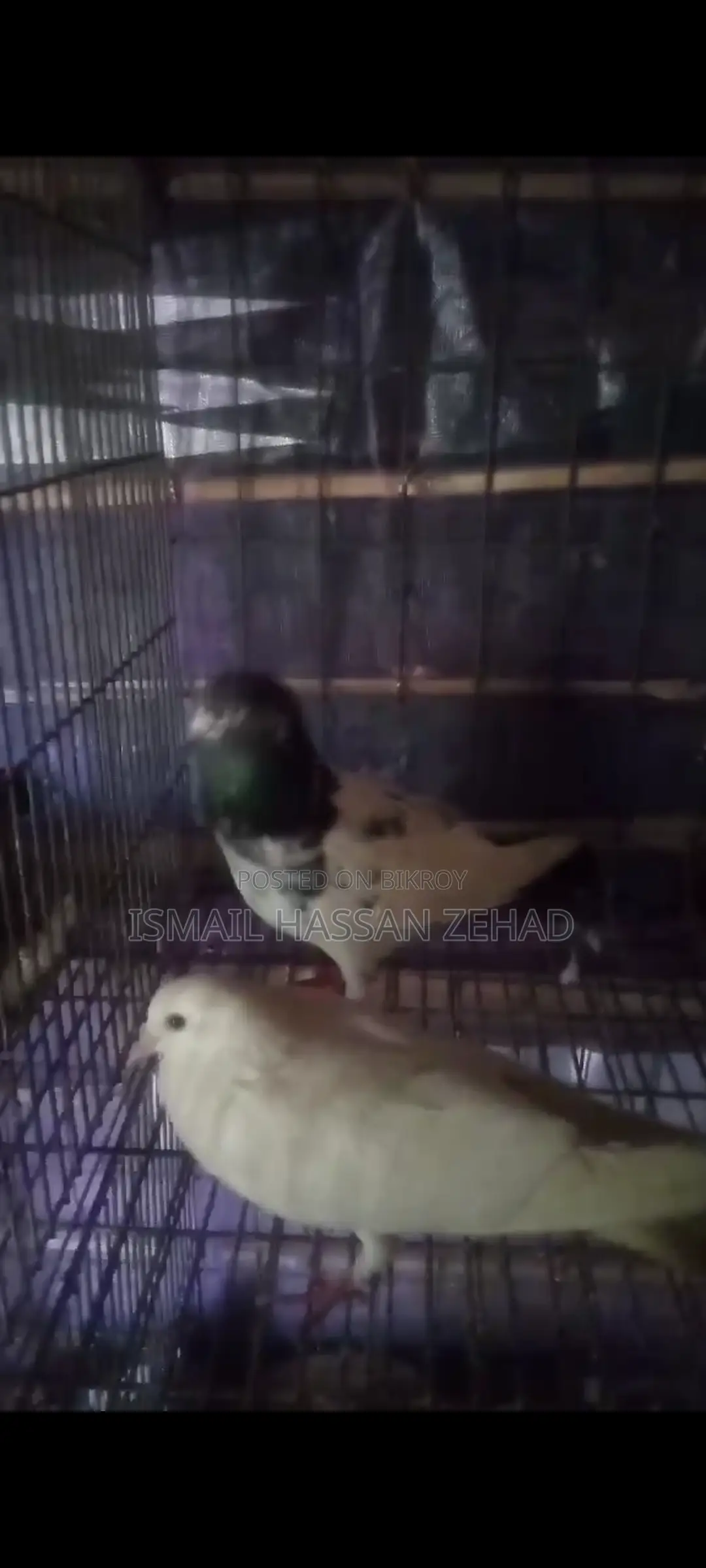 Running Pigeons