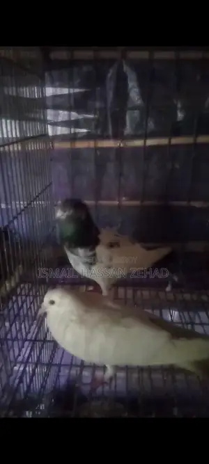 Running Pigeons