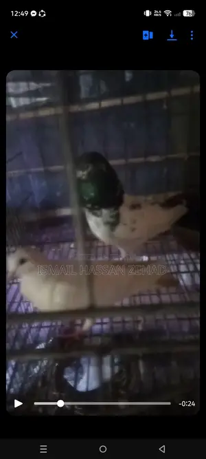 Running Pigeons