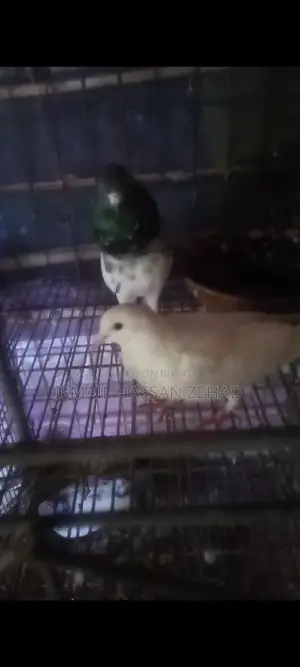 Running Pigeons