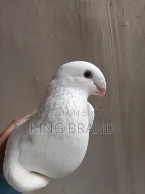 কবুতর বিক্রি করা হবে