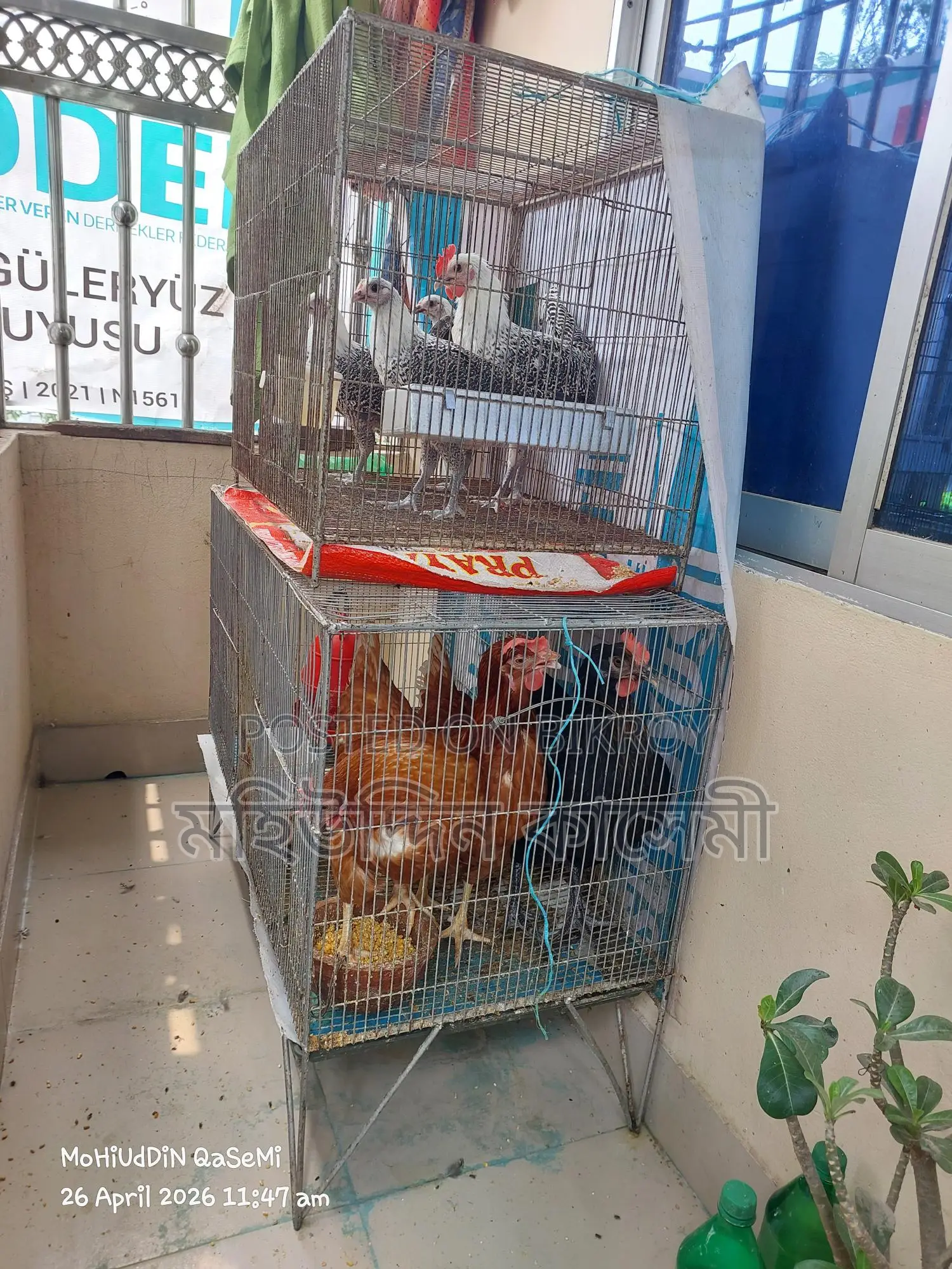 দুটি খাচা বিক্রি হবে