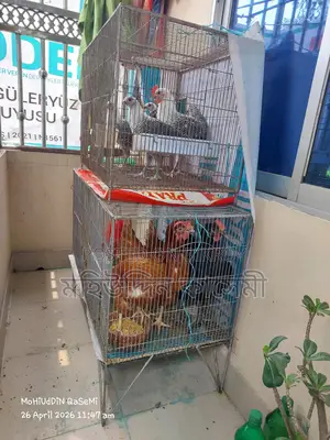 দুটি খাচা বিক্রি হবে