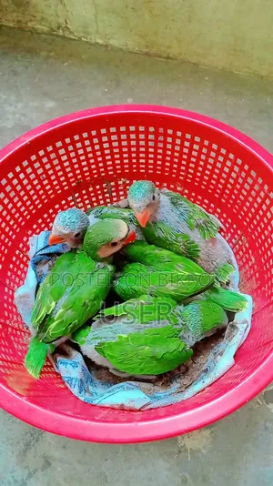 তোতা পাখি