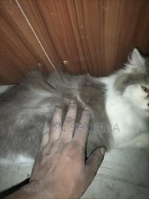 একটি পিমেল পারিশিযান বিড়াল বিক্রি করবো৷