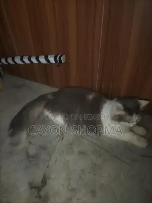 একটি পিমেল পারিশিযান বিড়াল বিক্রি করবো৷
