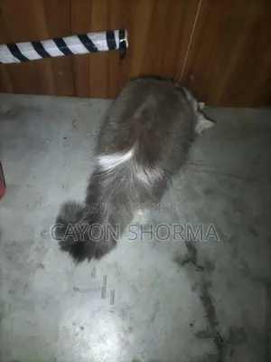 একটি পিমেল পারিশিযান বিড়াল বিক্রি করবো৷