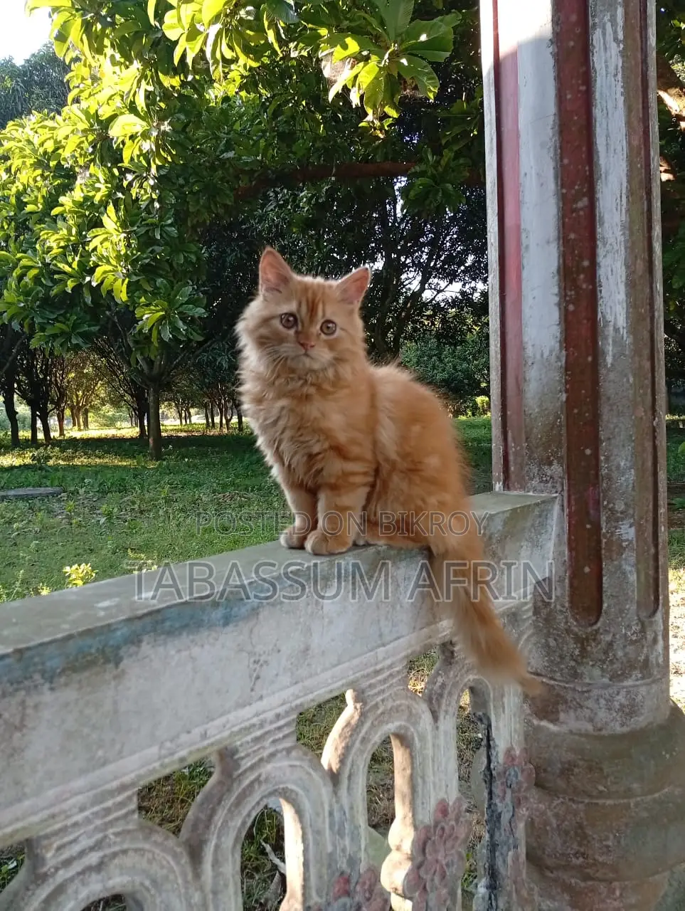 Persian Cat