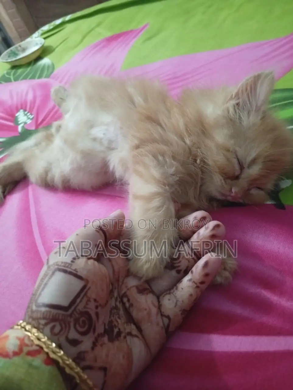Persian Cat