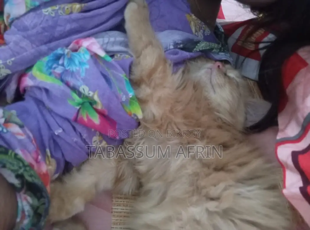 Persian Cat