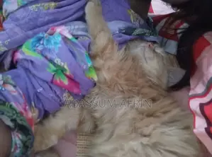 Persian Cat