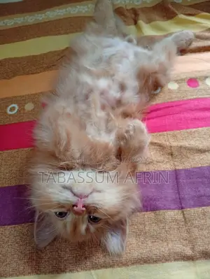 Persian Cat