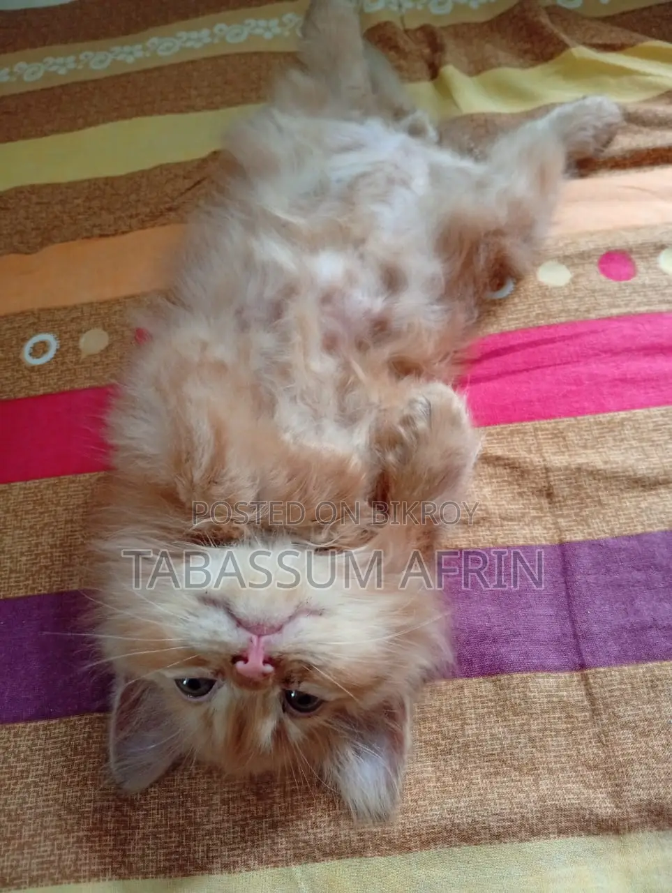 Persian Cat