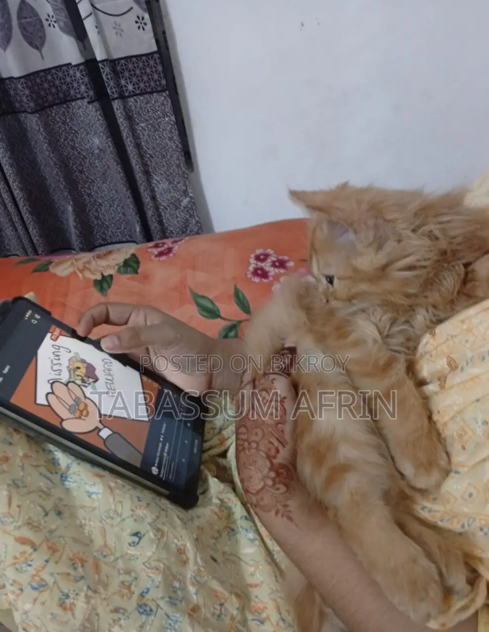 Persian Cat