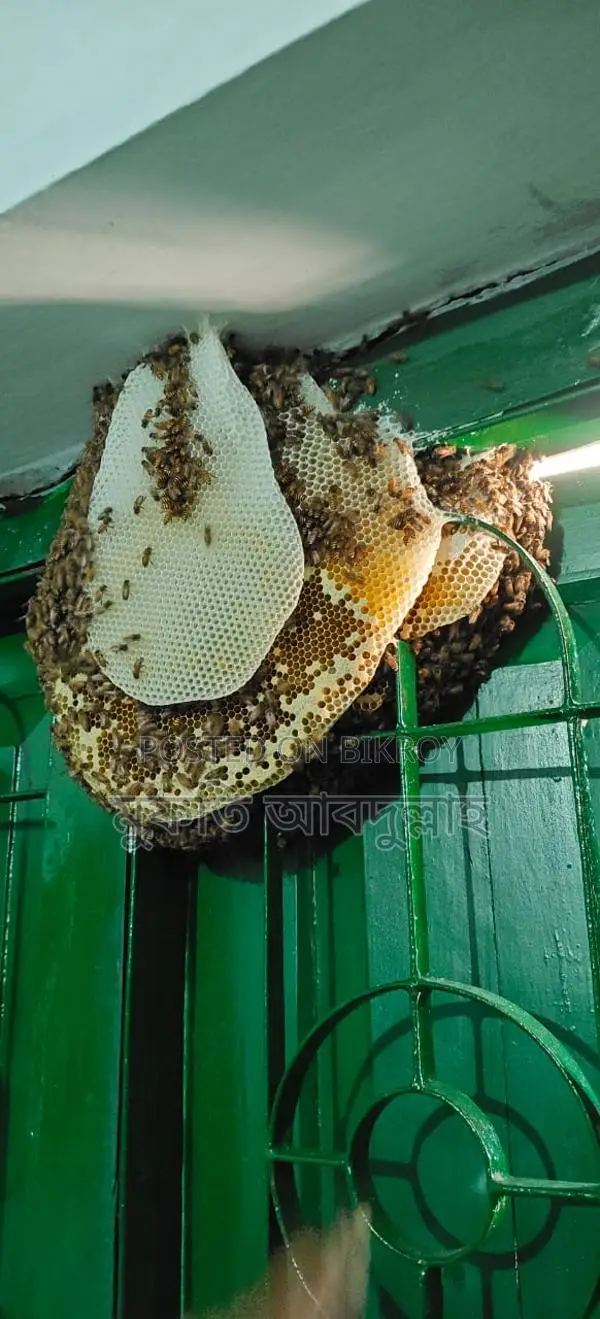 প্রাকৃতিক চাকের মধু