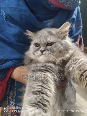 3-6 Months Female Purebred Persian