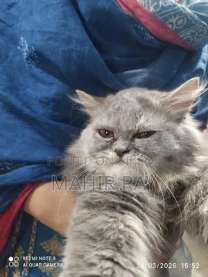 3-6 Months Female Purebred Persian