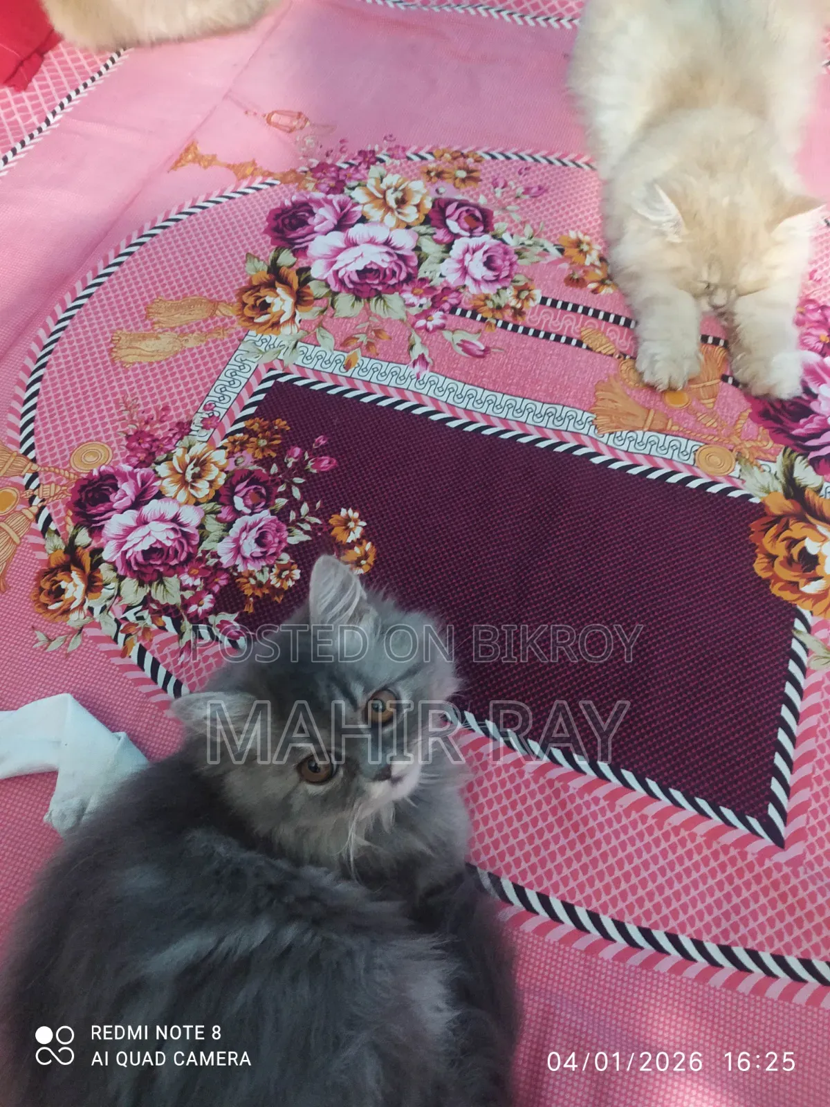 3-6 Months Female Purebred Persian