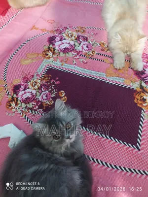 3-6 Months Female Purebred Persian