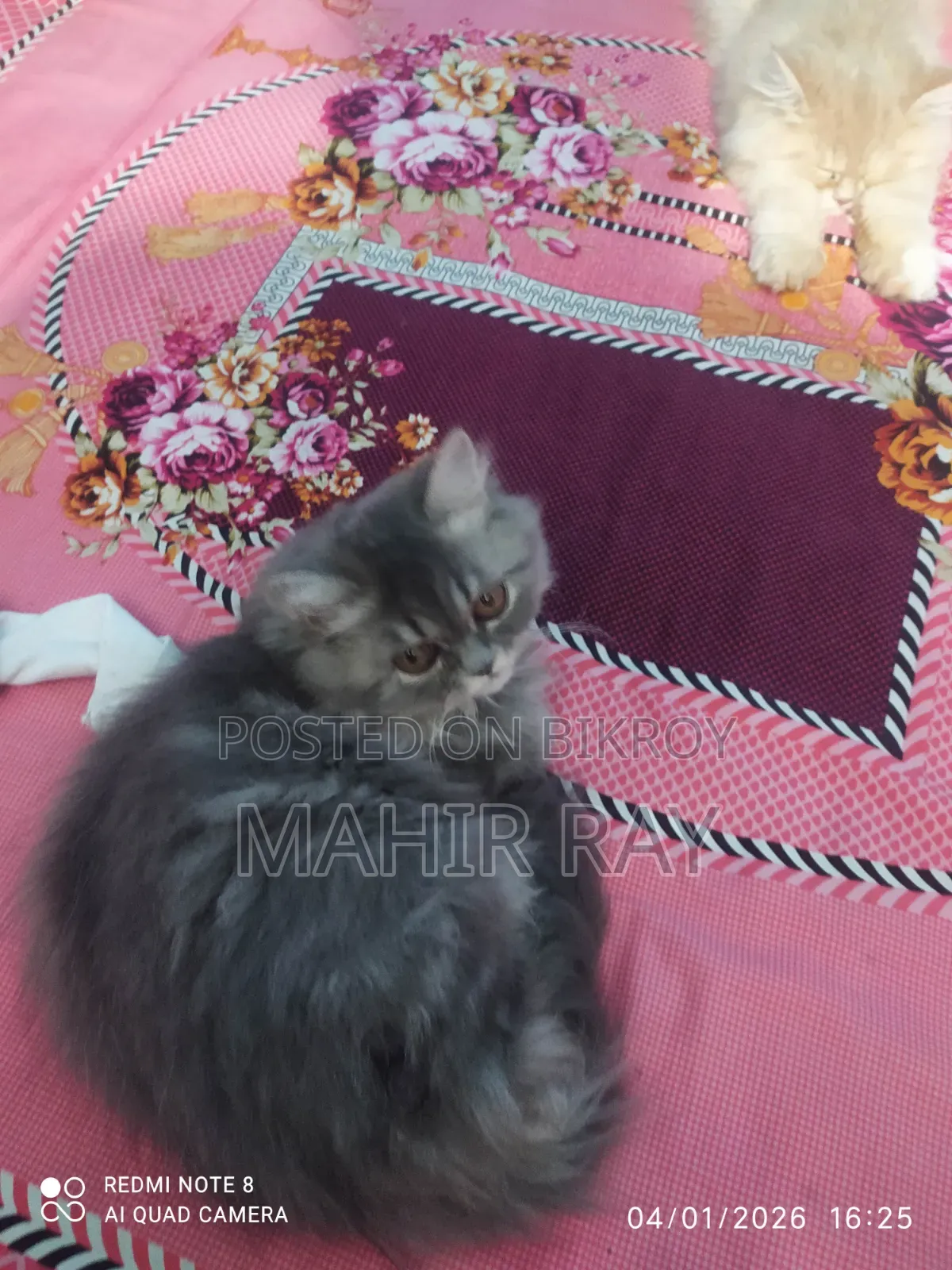 3-6 Months Female Purebred Persian