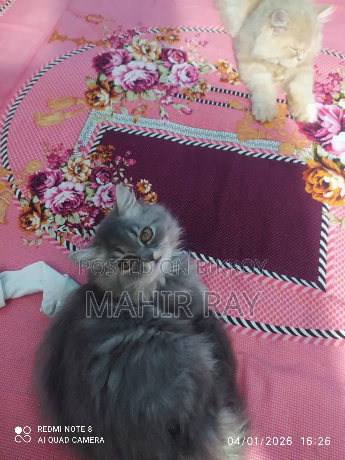 3-6 Months Female Purebred Persian