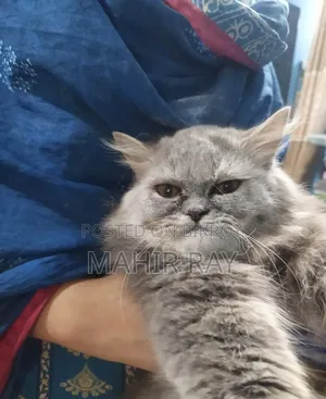 3-6 Months Female Purebred Persian