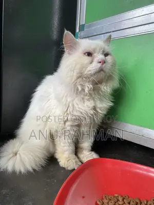 Persian male cat