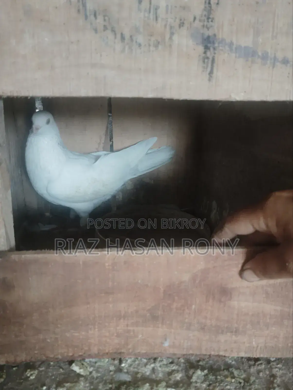 কবুতর