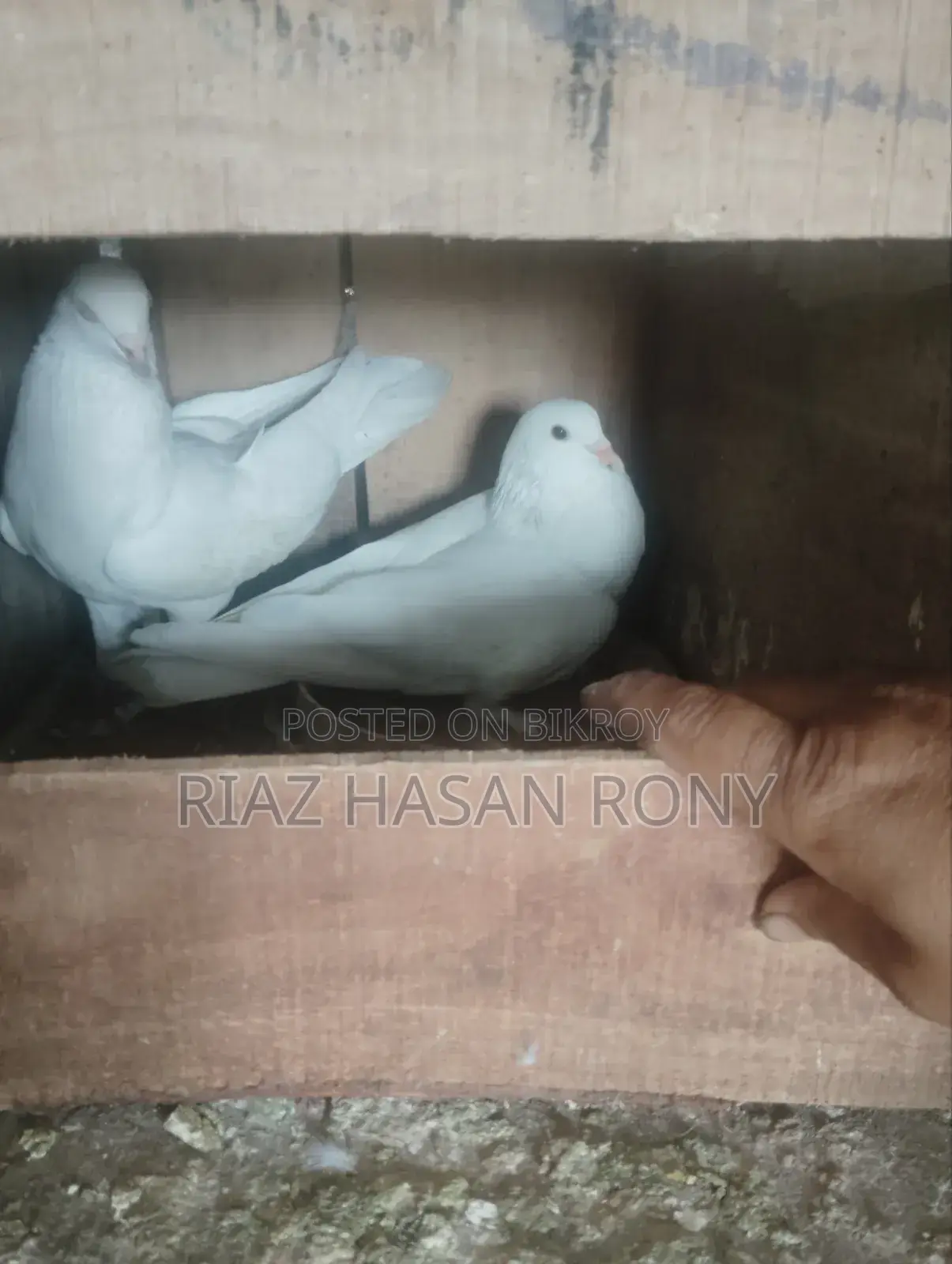 কবুতর