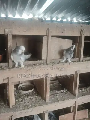 কবুতর