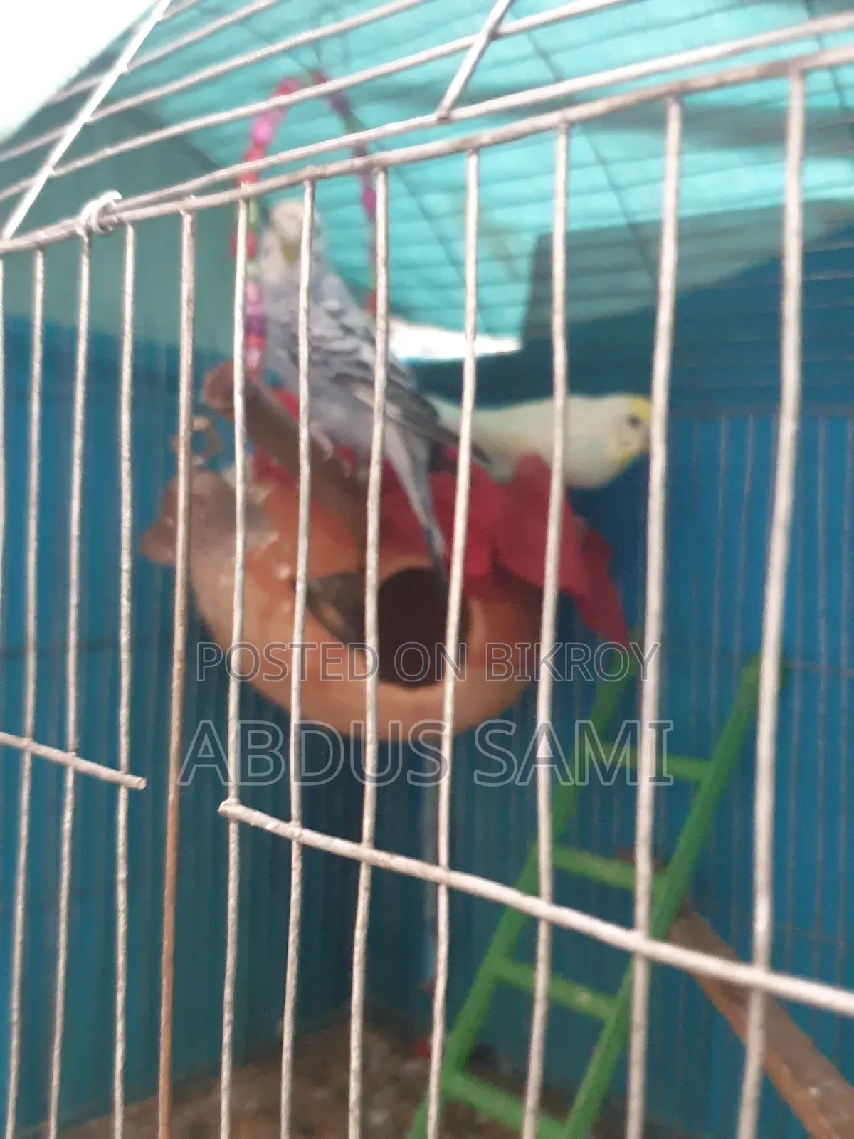 3 Pairs of Adult Birds Paired Up