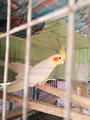 রানিং ককাটেল