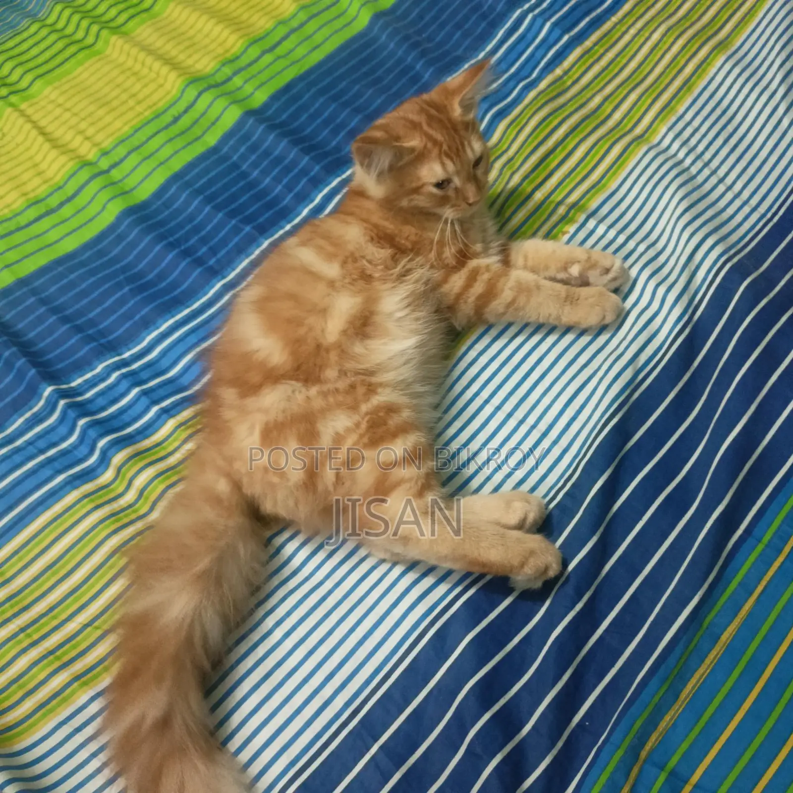 High-Quality Mixed Persian Cat