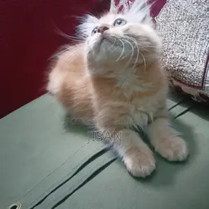 High-Quality Mixed Persian Cat