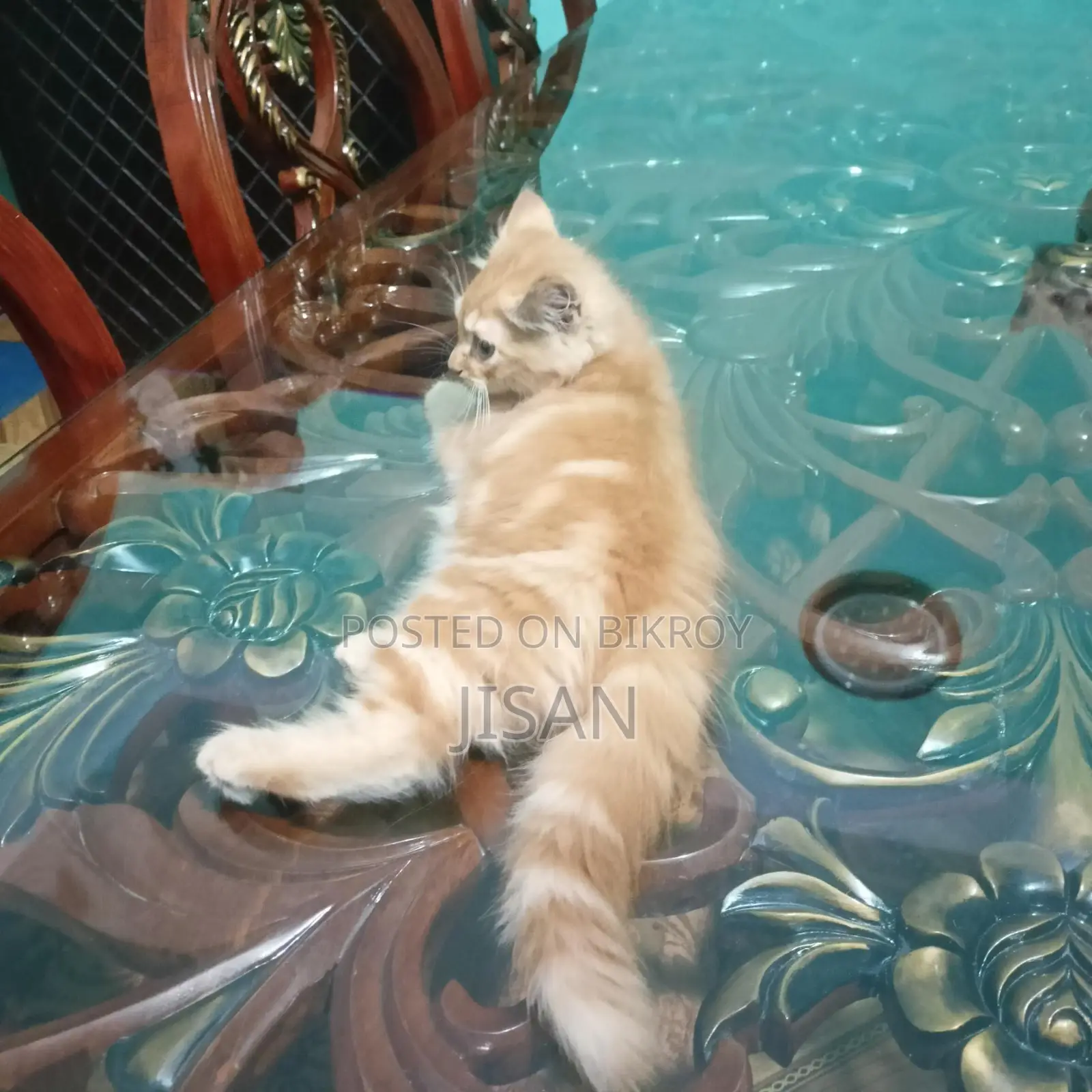 High-Quality Mixed Persian Cat
