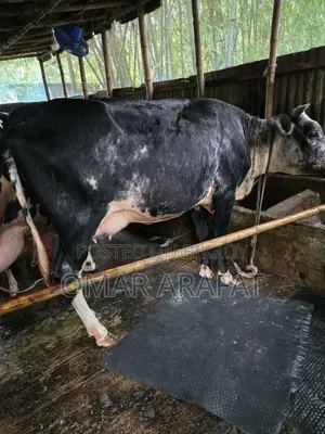 ফ্রিজিয়ান গাভী