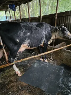 ফ্রিজিয়ান গাভী