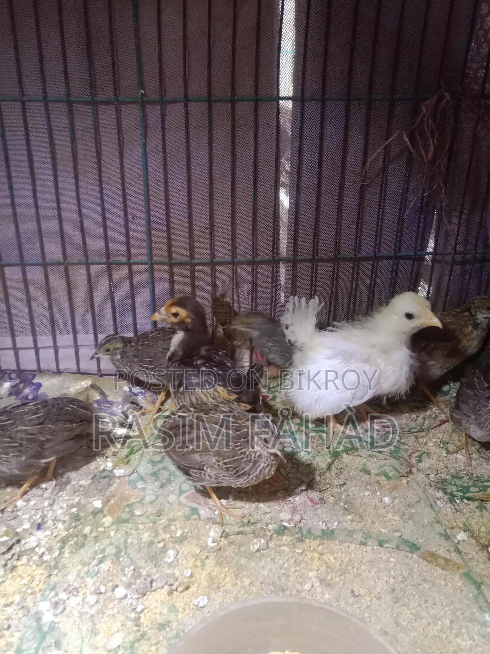 King Quail