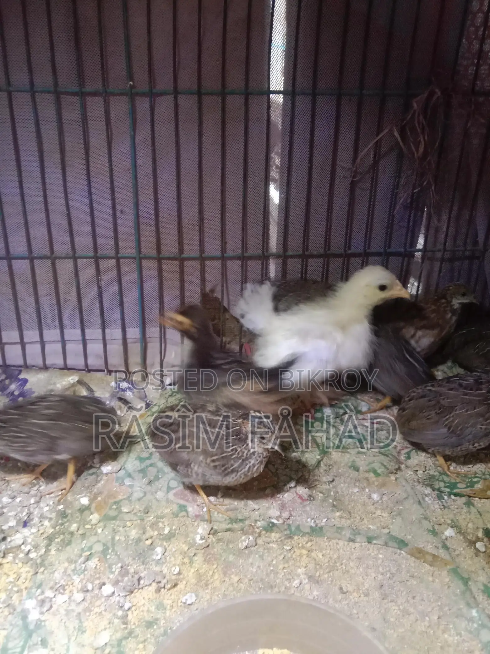 King Quail
