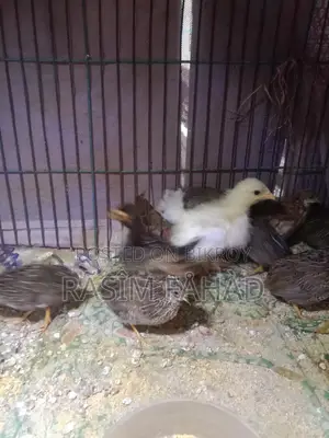 King Quail