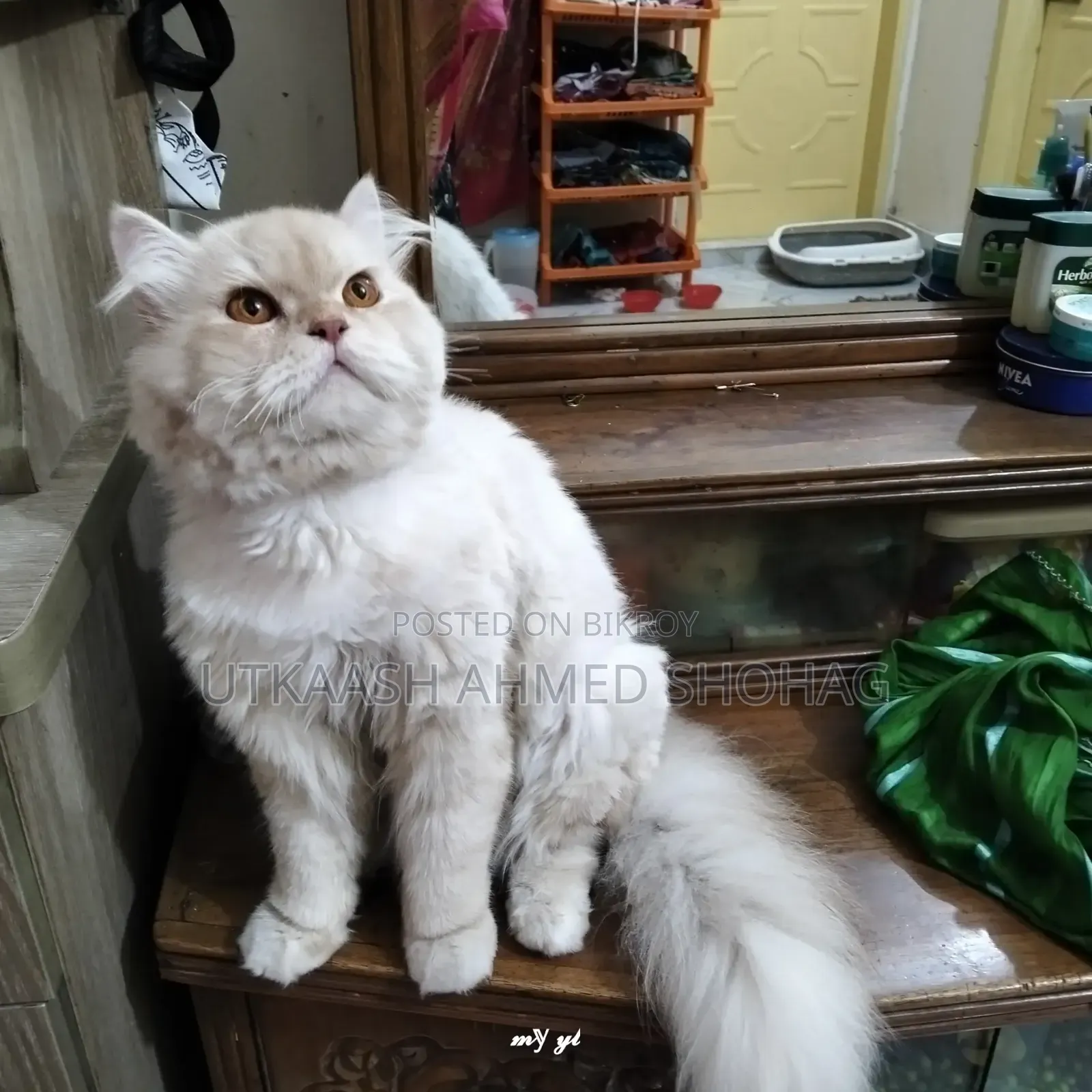 1+ Year Male Purebred Persian Cat