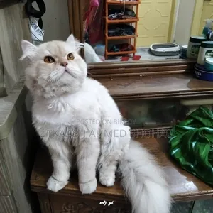 1+ Year Male Purebred Persian Cat