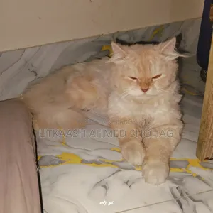 1+ Year Male Purebred Persian Cat